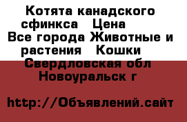Котята канадского сфинкса › Цена ­ 15 - Все города Животные и растения » Кошки   . Свердловская обл.,Новоуральск г.
